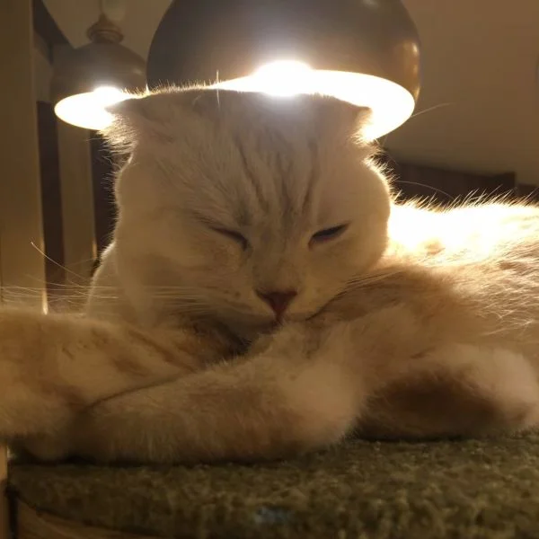 めずらしいのですよ