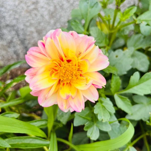 本日12時から🫶