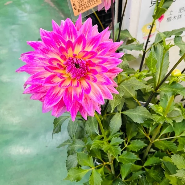 本日12時から