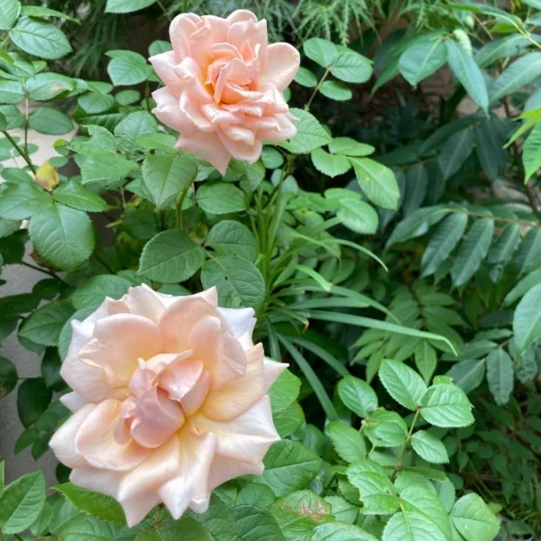 6月に入りましたね