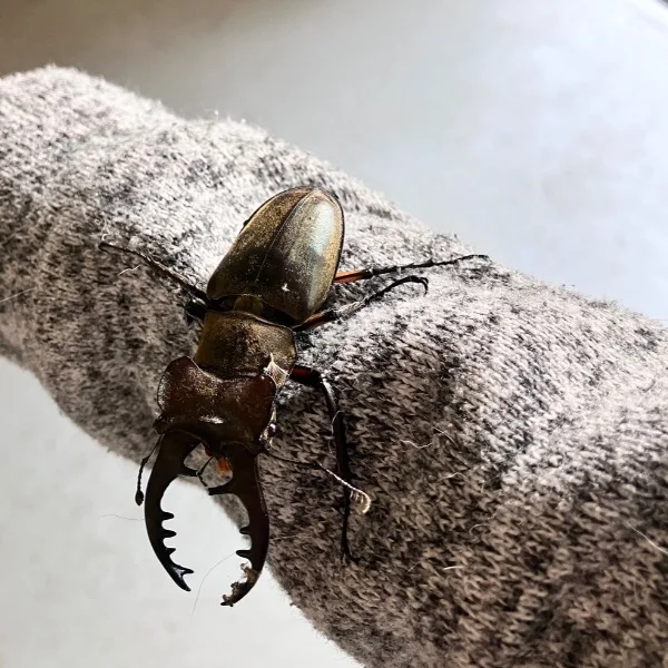 暑くなってきましたね！