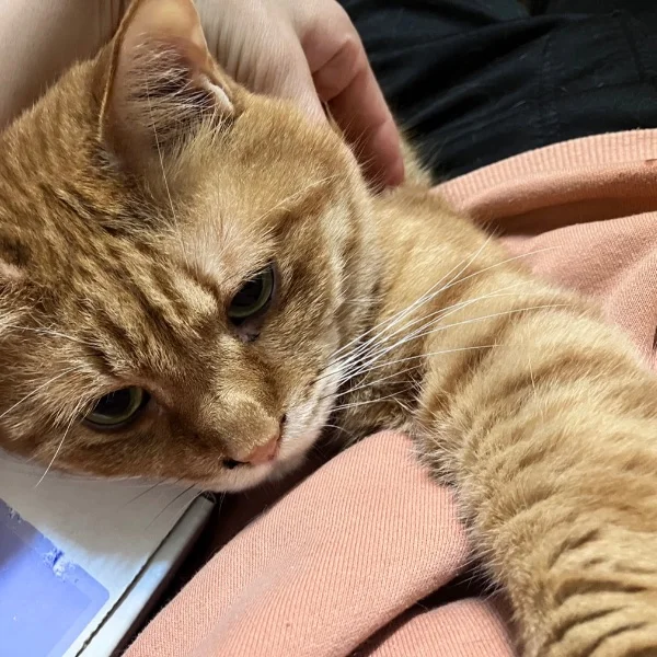 我が家の猫ちゃん💓