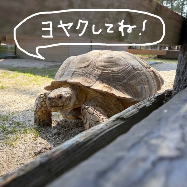 今週の予定✍️