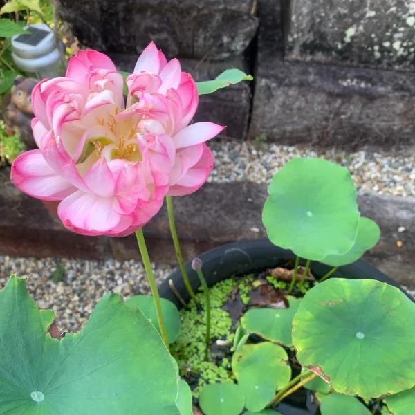本日19時半〜出勤いたします😌