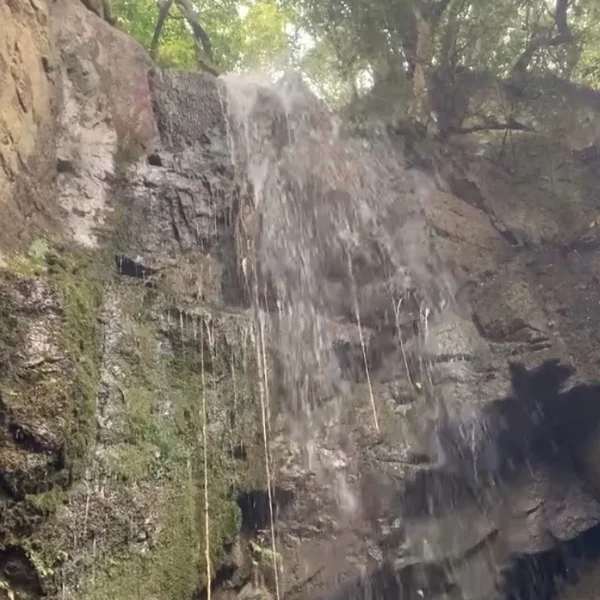 🌿🌳🌿