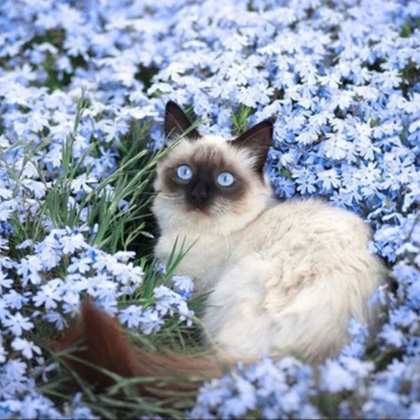 🐈‍⬛