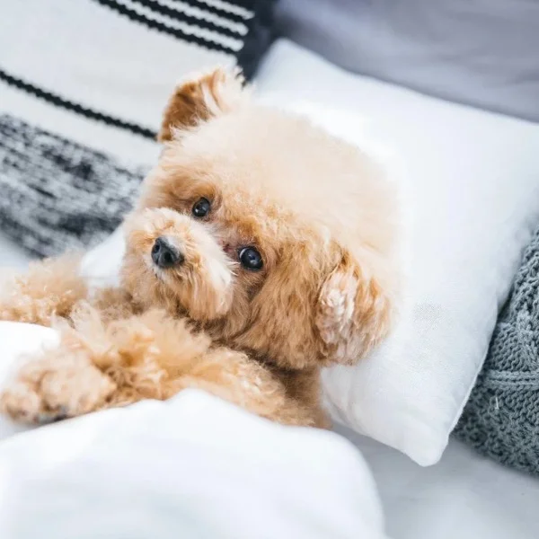 犬か猫か！