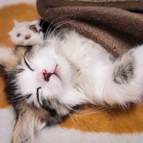 子猫ちゃん！