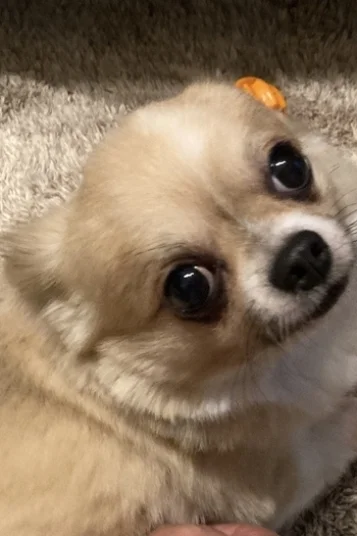 トトロ似店長～