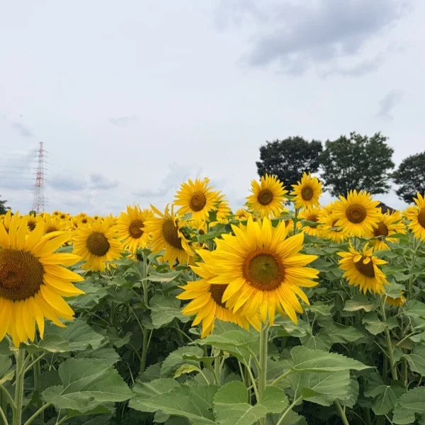 夏を感じるね🌻
