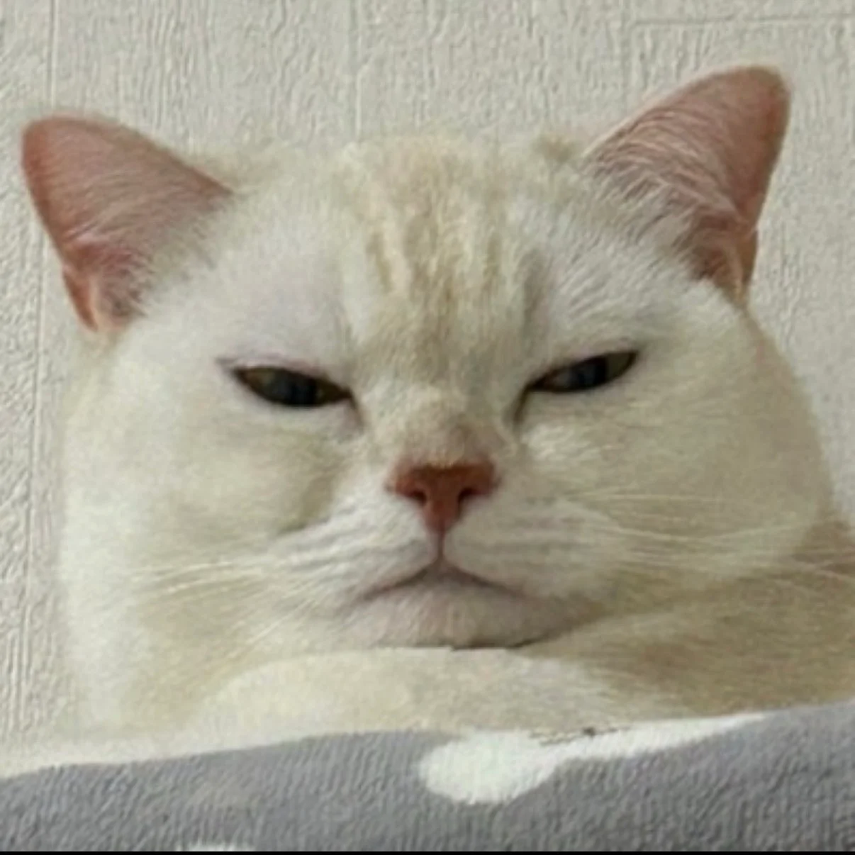 こんな顔してますが胃腸炎猫 皆様こんばんはー！ 本日急遽です