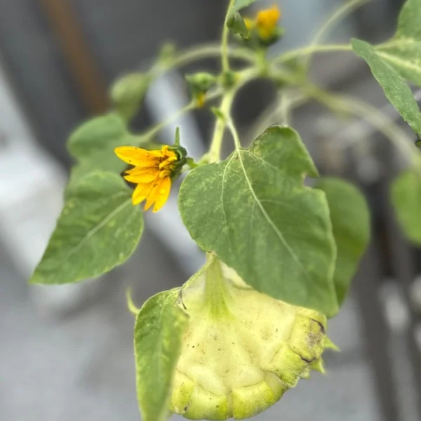 ひまわり