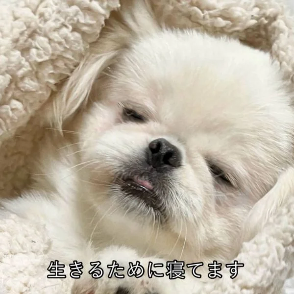 ( ˘ω˘)ｽﾔｧ