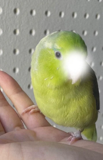 みどり