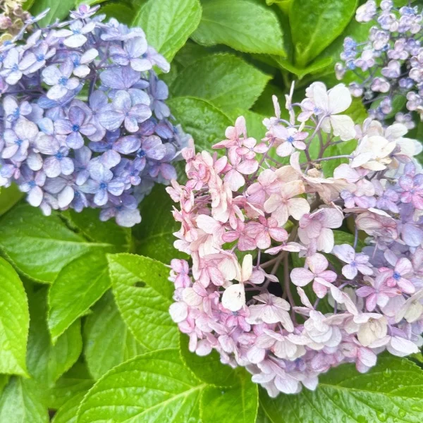 雨上がりました𓂃◌𓈒𓐍