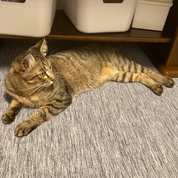 飼い主に似てきたな🤔