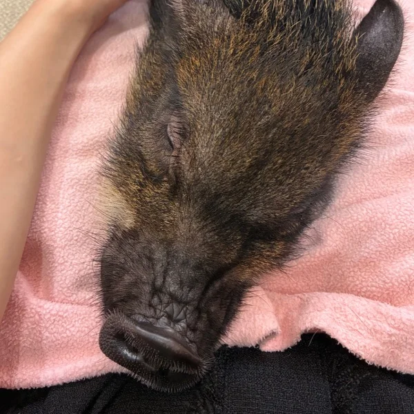 ブタカフェ🐷