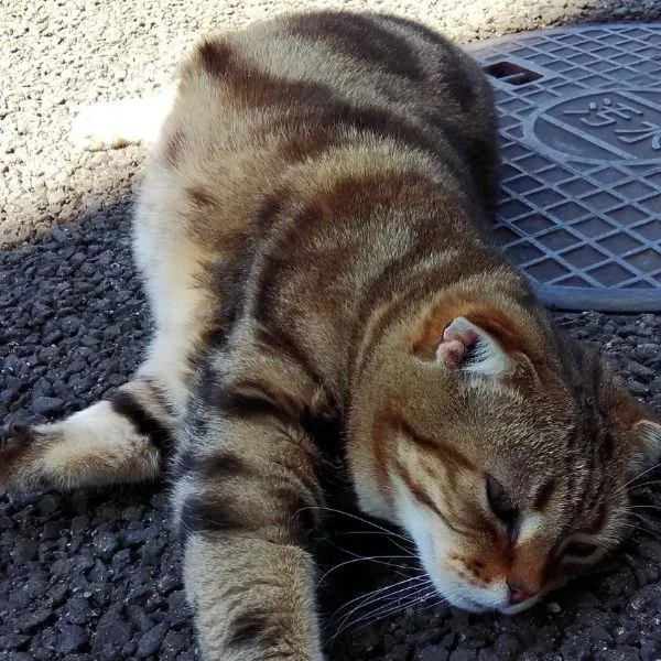 7/24(金) ねこさん🐱