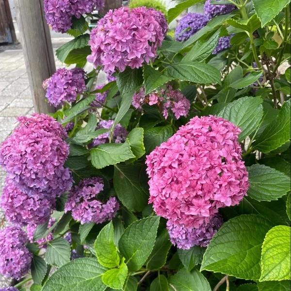 紫陽花に癒された日