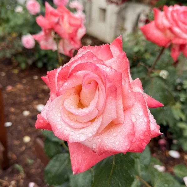 本日出勤致します🥰