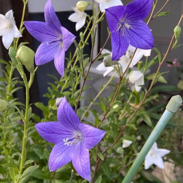 ありがとうございました♥️