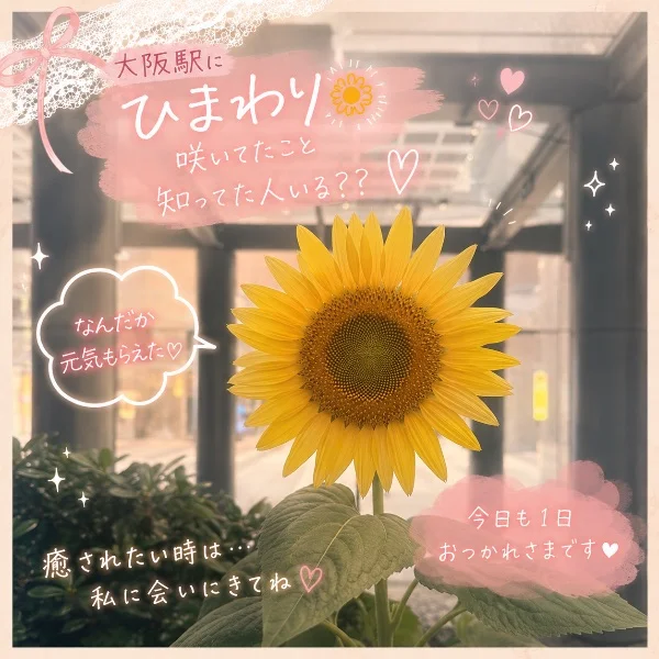 可愛いお花みつけた🌻
