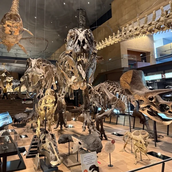 みゆの日常⋆͛🦖⋆͛