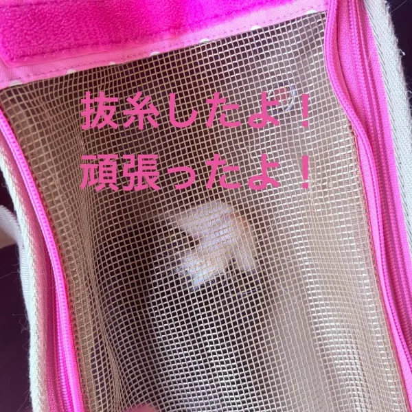 今日のにゃんこ🐈