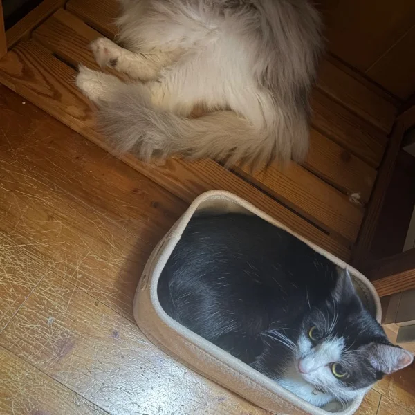 今日のにゃんこ🐈🐈