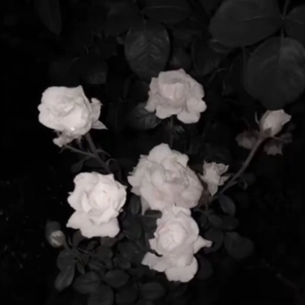 🎀