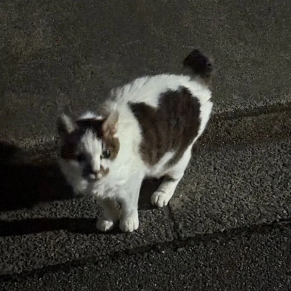 この間のらねこ可愛かった♡