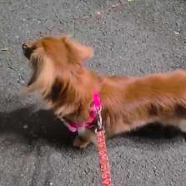 夜散歩🐶